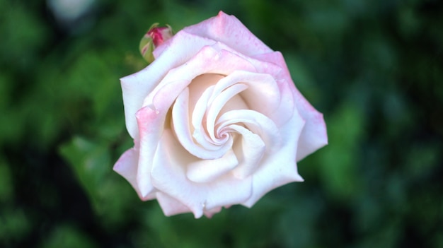 Roses sur le parterre de fleurs de la ville.