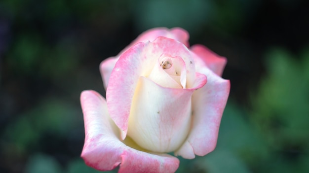 Roses sur le parterre de fleurs de la ville.