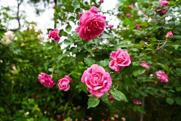 Roses plantées dans le jardin