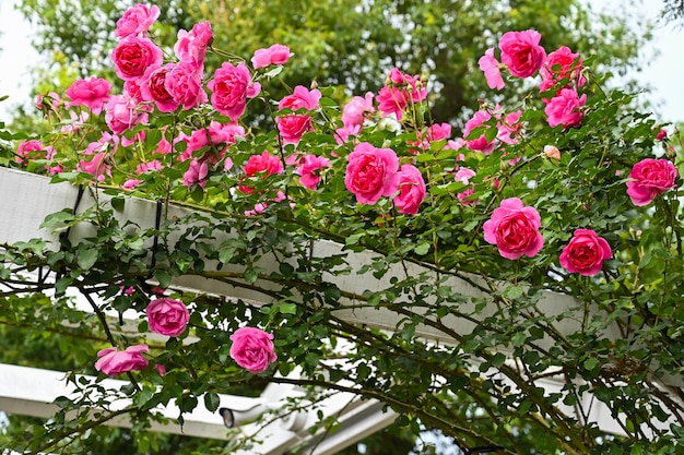 Roses plantées dans le jardin