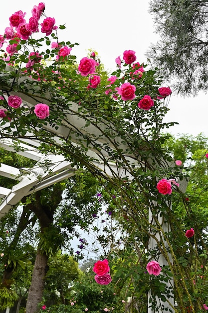 Roses plantées dans le jardin