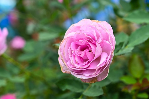 Roses plantées dans le jardin