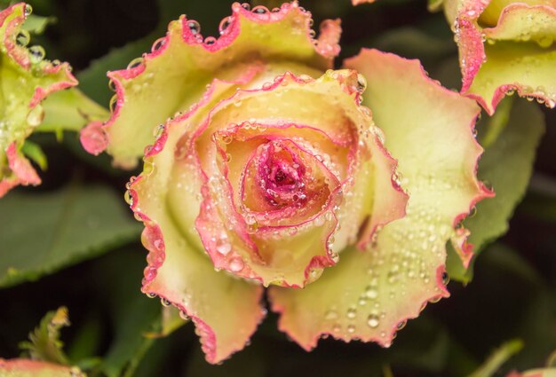 Photo roses avec rosée jaune