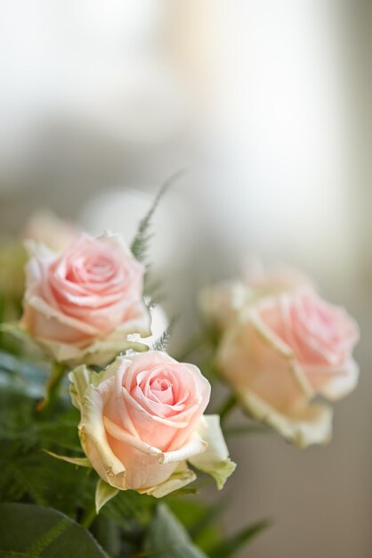 Roses roses Une belle rose rouge et rose dans un vase