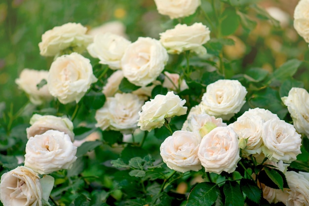 Roses roses et blanches fleurissent dans un jardin tropical Rose rose avec du vert sur fond de jardin coloré