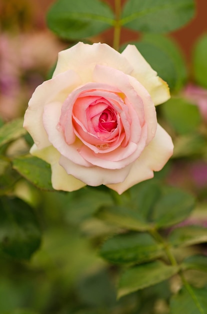 Des roses roses et blanches fleurissent dans un jardin tropical Rose rose avec des feuilles vertes en serre Eden roze flower