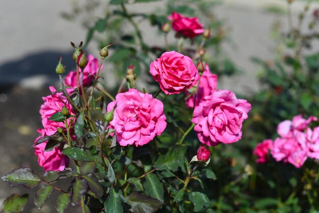 Roses roses avec bourgeons sur fond vert