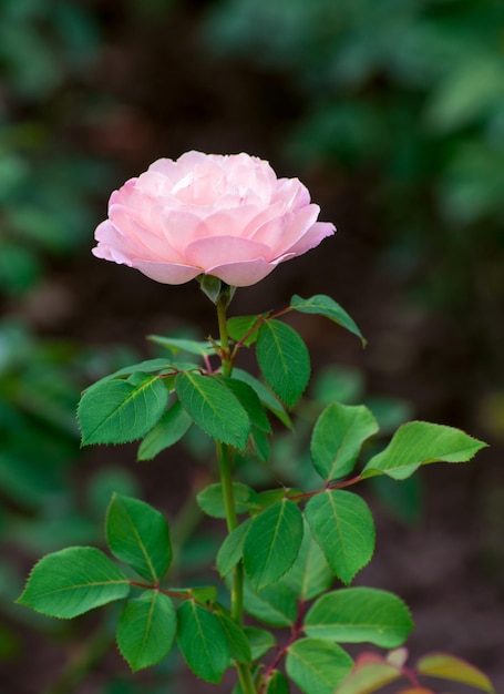 Roses roses sur la brousse macro roseraie