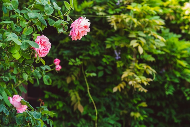 Roses roses sur un buisson en été