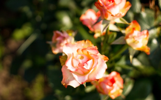 Roses roses dans le jardin de roses roses Fond Nature