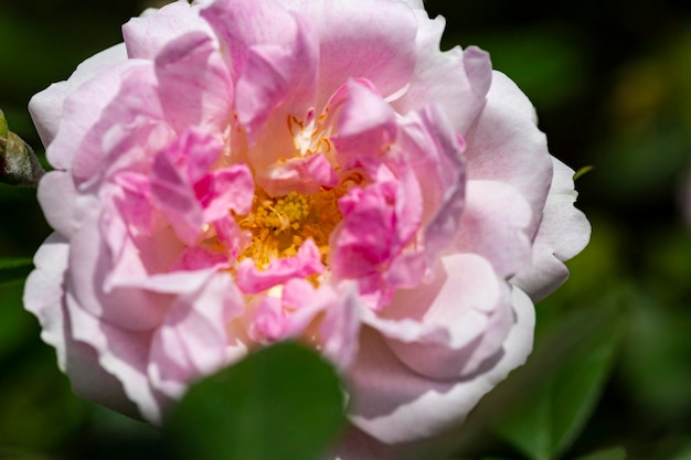 Roses roses dans le jardin des roses roses