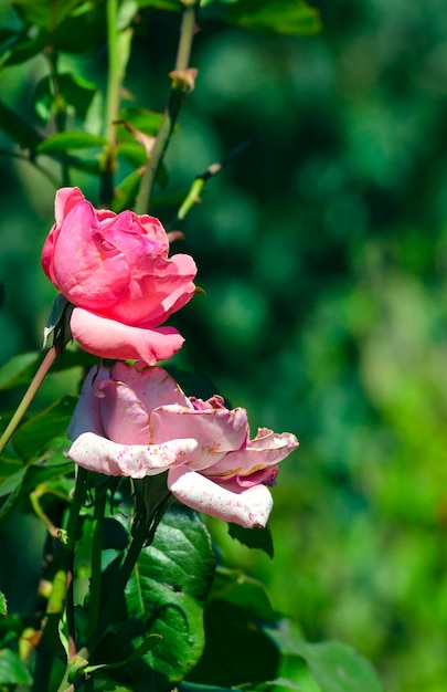 Photo roses roses dans le jardin