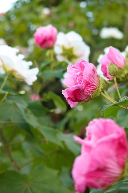 Roses roses dans le jardin