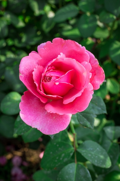 Roses roses dans le jardin