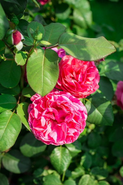 Roses roses dans le jardin