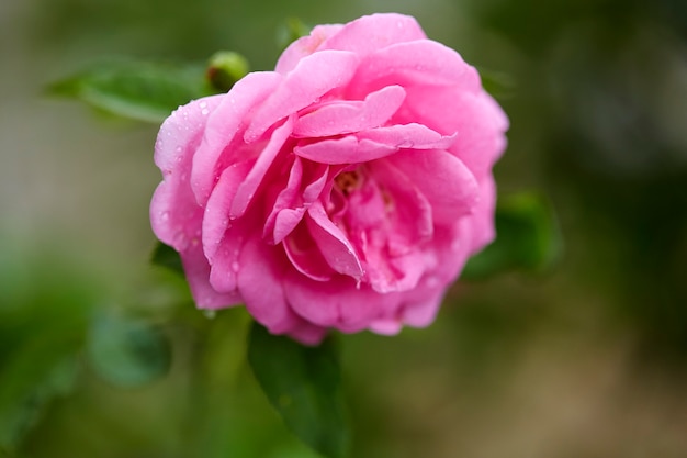 Roses roses dans la lumière du matin