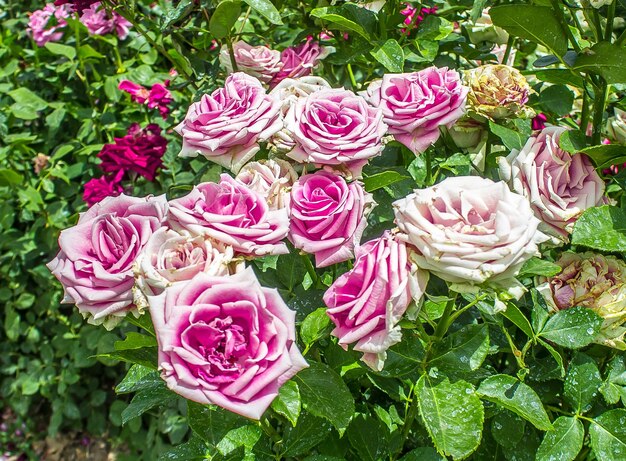 Les roses roses dans la nature