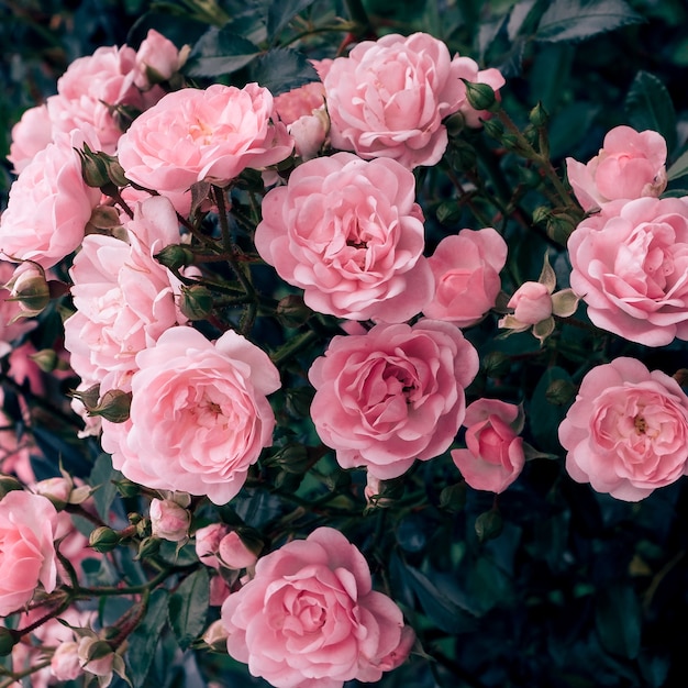 Roses roses dans la rue. Ambiance romantique de mariage Bloom