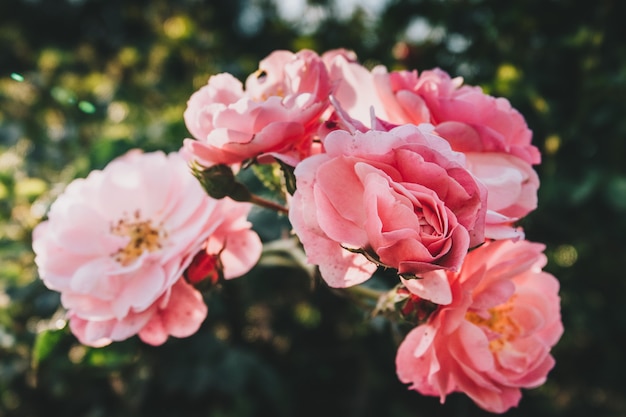 Roses roses dans la rue Gros plan