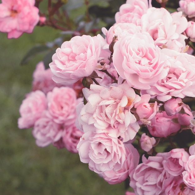 Roses roses dans la rue Humeur de mariage Bloom