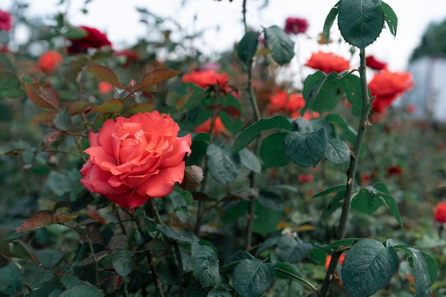 Des roses roses fleurissent dans le jardin