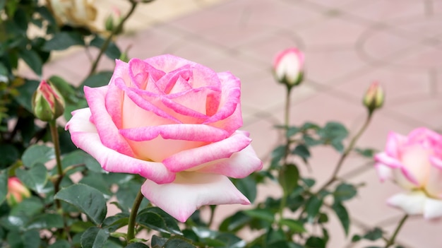 Les roses roses fleurissent dans le jardin.