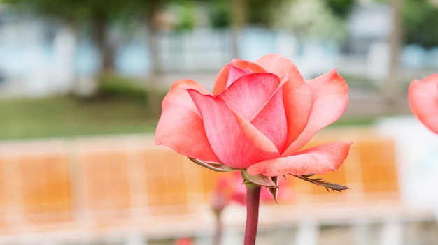 Les roses roses fleurissent dans le jardin.