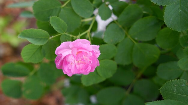 Roses roses en fleurs dans le jardin Rosehipr oses sur le buisson Faire pousser des roses dans le jardin