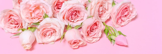 Roses roses sur fond rose Fête des Mères Saint Valentin Anniversaire