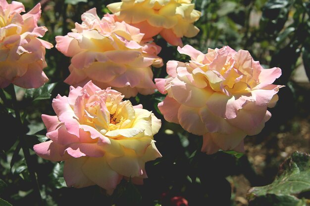 Roses roses et jaunes dans le jardin