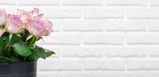 Roses roses sur mur blanc avec espace copie