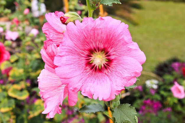 Roses roses trémières (Althaea rosea)