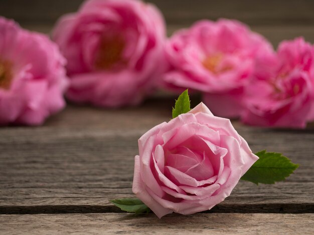 Roses roses sur le vieux plancher en bois.