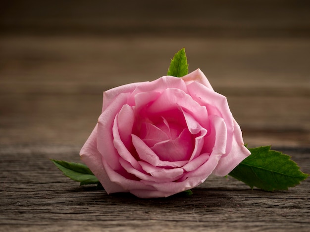 Roses roses sur le vieux plancher en bois.