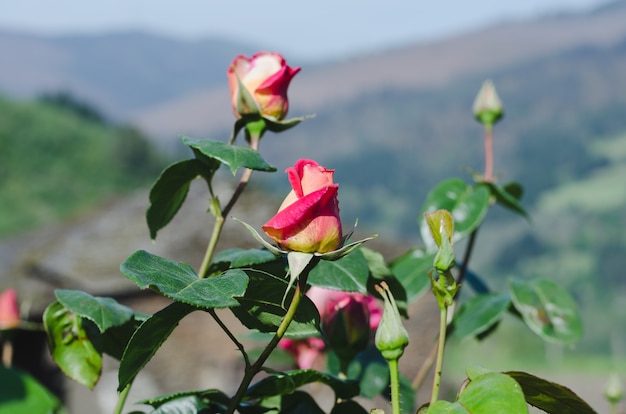 Roses sur le rosier avec l'arrière-plan flou.