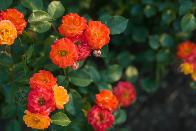 Roses avec rosier moyen orange