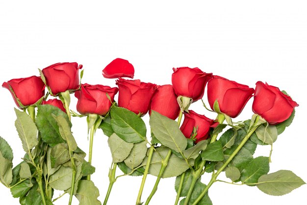 Roses rouges sur blanc