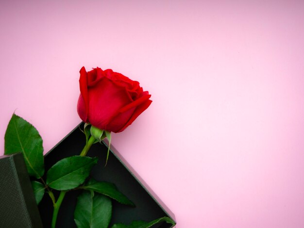 Roses rouges avec boîte-cadeau sur papier rose