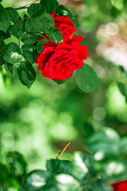 Roses rouges dans un beau jardin fleuri comme fond floral