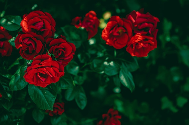 Roses rouges dans un beau jardin fleuri comme fond floral