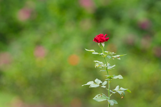 Roses rouges dans le jardin, Les roses sont belles, Fowers pour la Saint-Valentin.