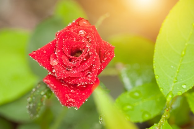 Roses rouges dans le jardin vert