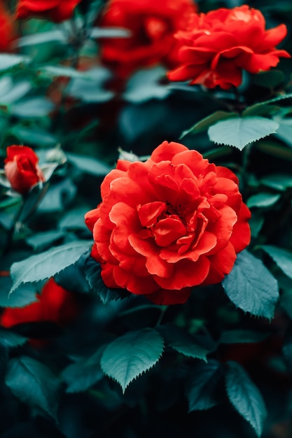 Roses rouges dans le jardin