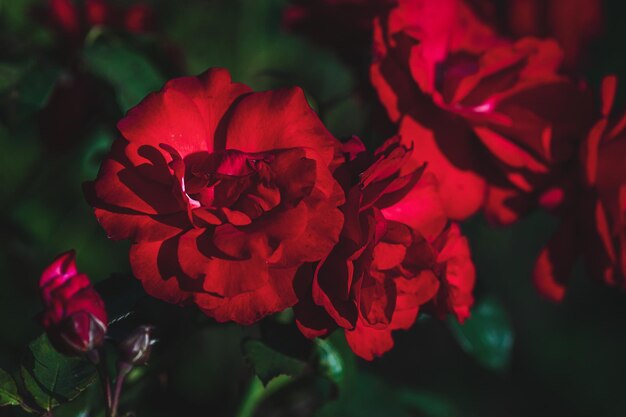 Roses rouges dans le jardin