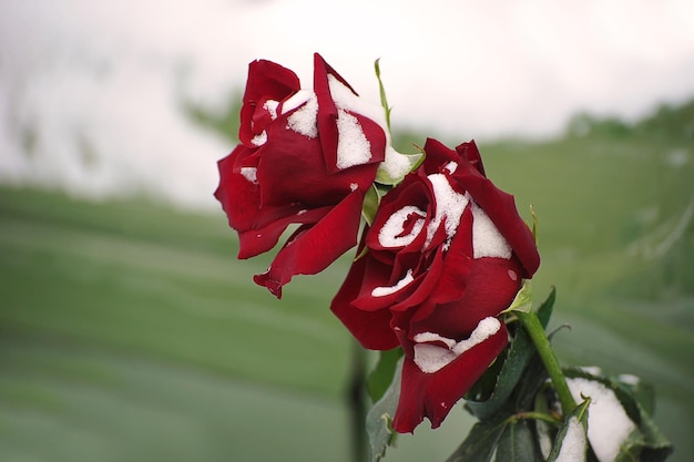 Photo roses rouges dans la neige