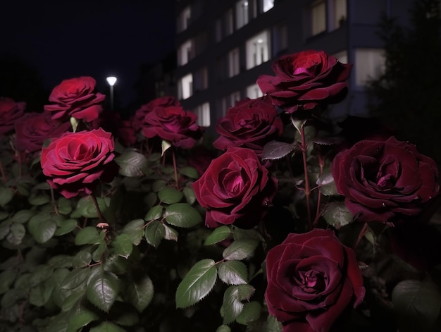 Photo roses rouges dans le noir