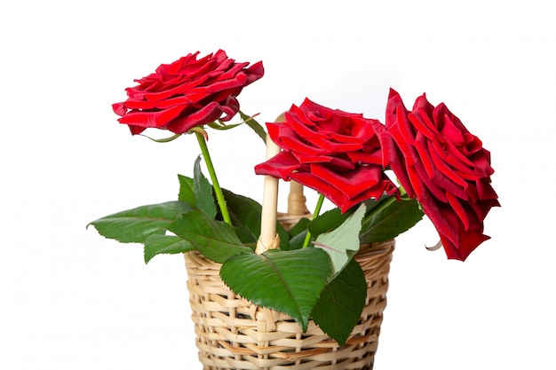 Roses rouges dans un panier en osier. Fleurs fraîches.