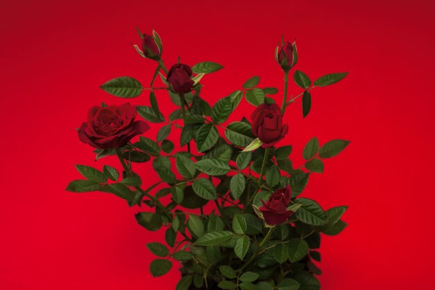 Roses rouges dans un pot sur fond rouge. Espace de copie.