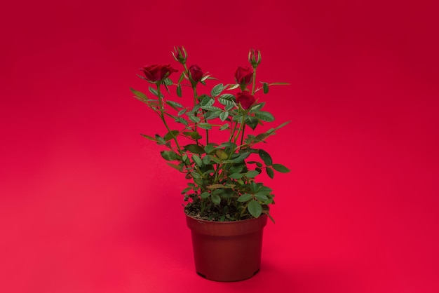 Roses rouges dans un pot sur fond rouge. Espace de copie.