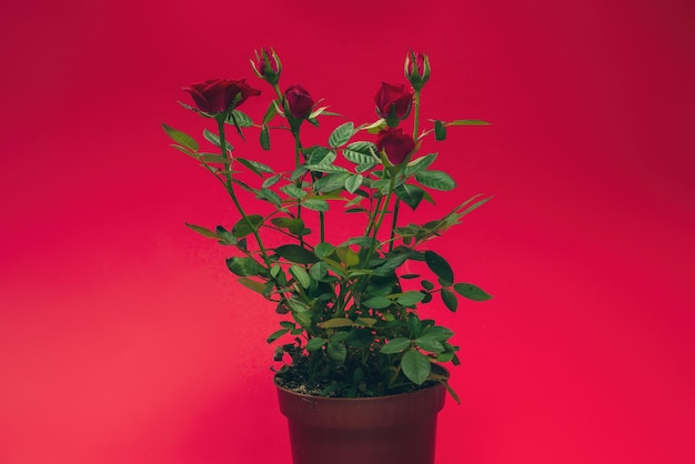 Roses rouges dans un pot sur fond rouge. Espace de copie.